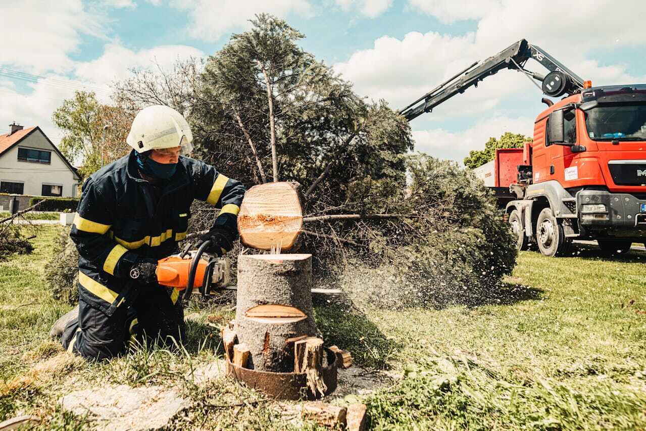 Tree Root Removal in Groton, SD